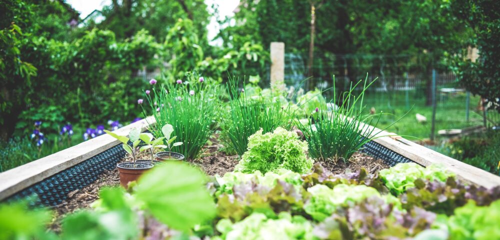Kräuter in der Pferdefütterung – die du im Garten anbauen kannst.