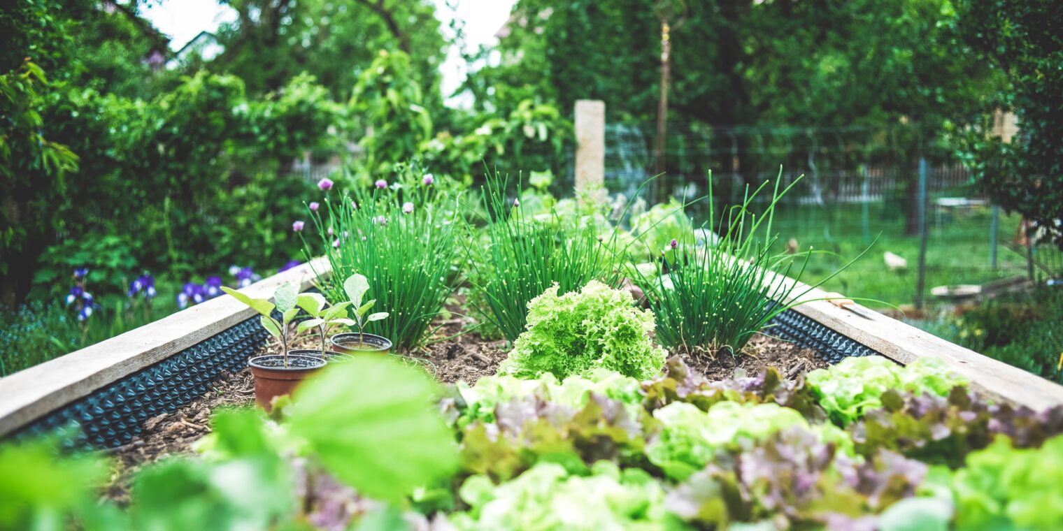 Kräuter in der Pferdefütterung – die du im Garten anbauen kannst.