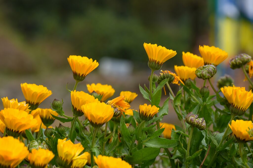 Ringelblumen