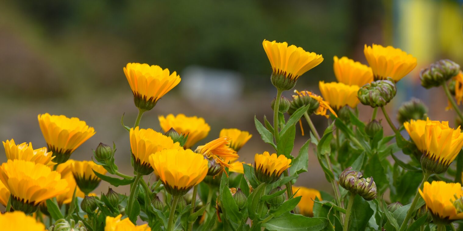 Kräuter aus dem Garten