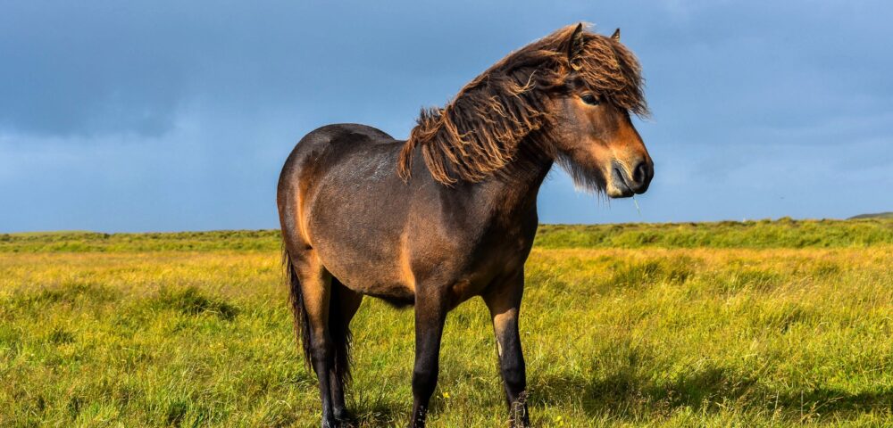 Das Pferd ein Dauerfresser?