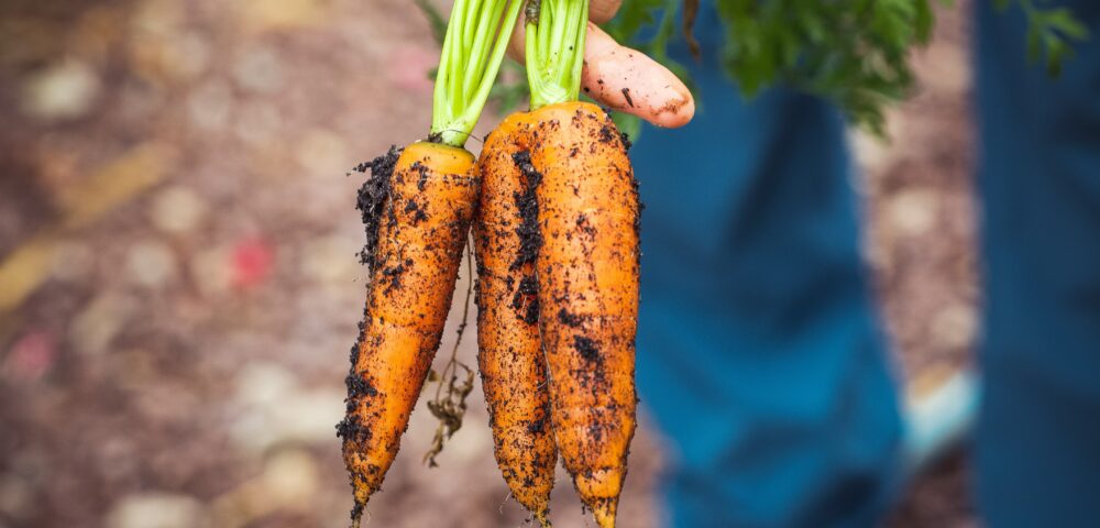 Pferdefutter aus dem Gemüsegarten
