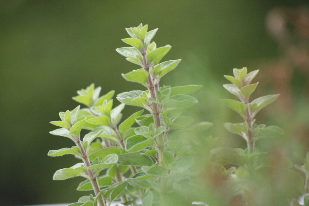 Oregano